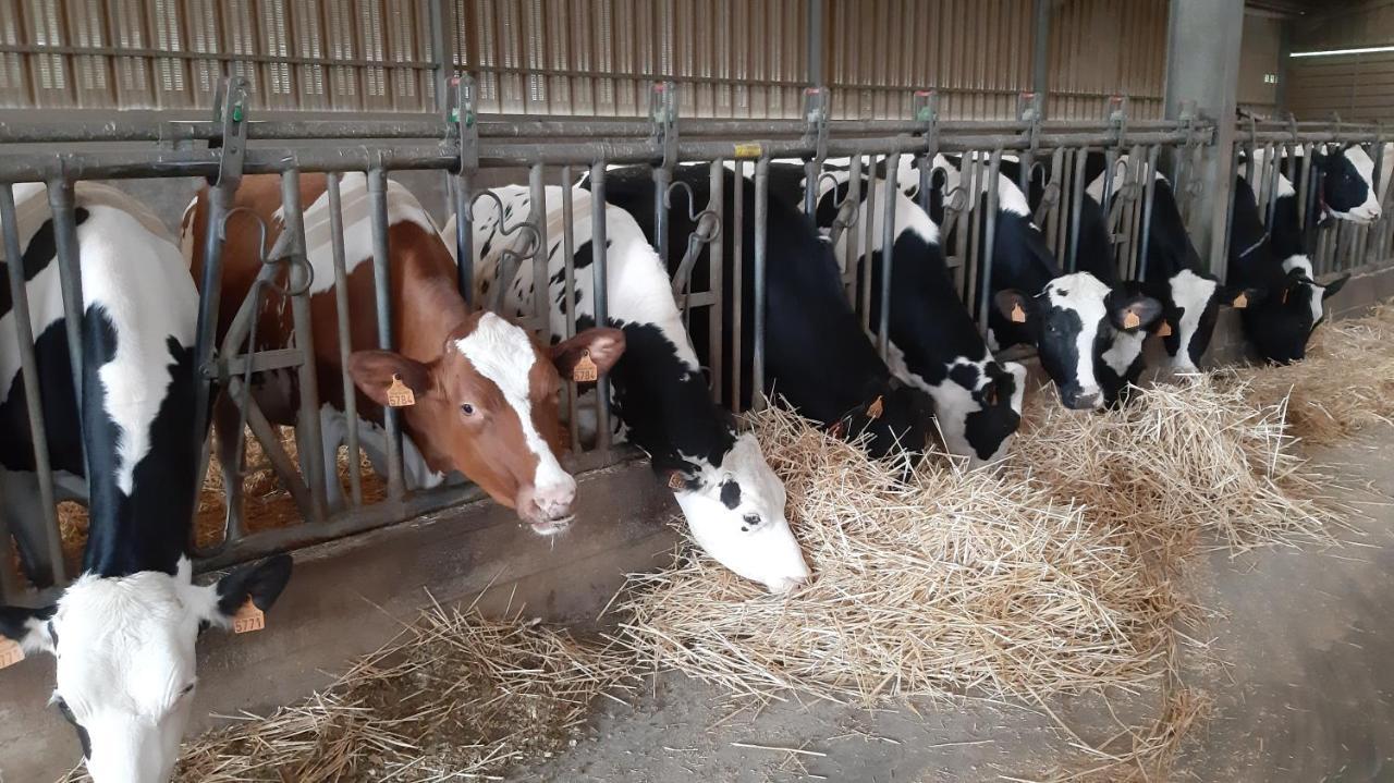 Gite Perle De L'Ecaillon Saint-Martin-sur-Écaillon Zewnętrze zdjęcie